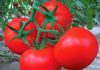 高端进口红果番茄种子供应-状元红