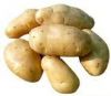 出售荷兰土豆30万斤