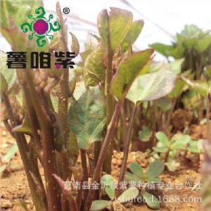 优质脱毒紫薯种苗供应