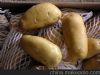 土豆，马铃薯大量上市