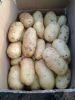 荷兰十五土豆供应