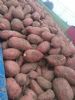 红薯大量上市