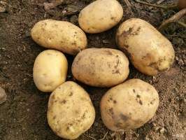 吉林大量优质土豆价格低2毛3净地