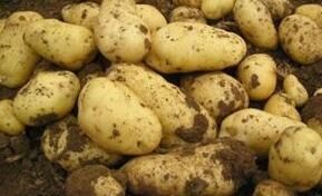 供应冷库优质土豆