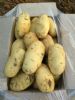 荷兰十五春季鲜土豆大量供应