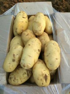 荷兰十五春季鲜土豆大量供应