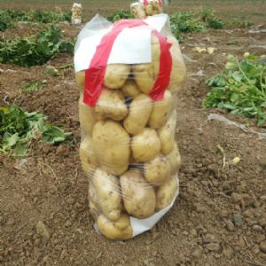 新鲜土豆正上市