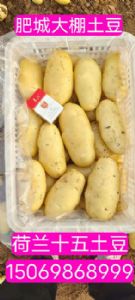 山东土豆，肥城土豆，冷库土豆荷兰十五大量供应