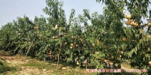 供应1200亩水蜜桃蜜桃桃九红毛桃大量上市