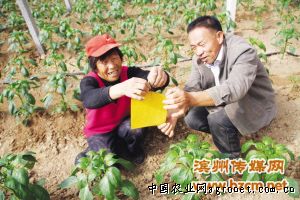 中华水芹种植技术
