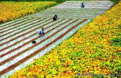 北京农科玉种业