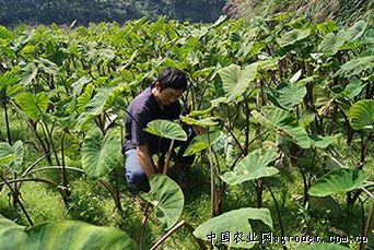 贝贝南瓜种植图片