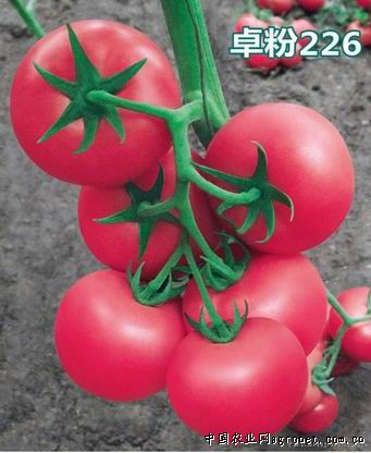 岚县土豆种子公司