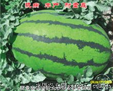 泡青菜病虫害及防治
