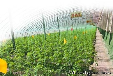 西红柿高产施肥技术