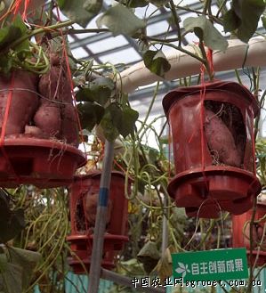 松柳芽种植技术