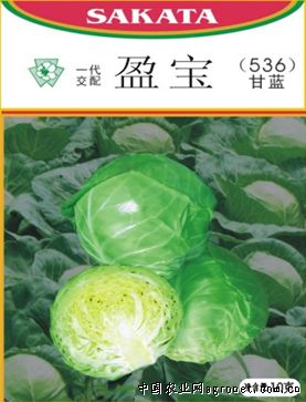 白菜苔种子蔬菜种子