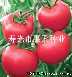 西红柿种子图片