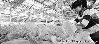 芦笋种植技术和管理