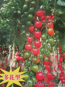 新一红西红柿批发市场
