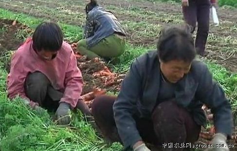 越南紫薯种植基地