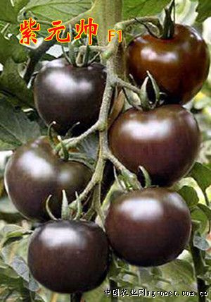 黑骑士番茄生长周期