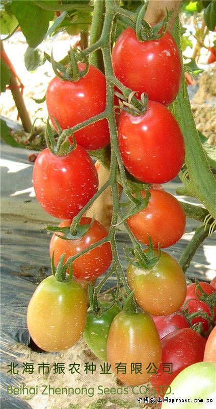 格雷西红柿市场价格