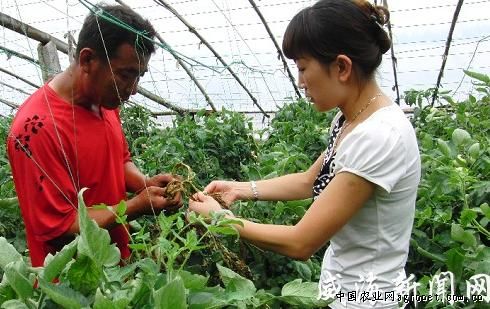 紫芦笋多少钱一斤
