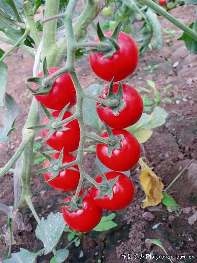 欧帝f1西红柿种植技术