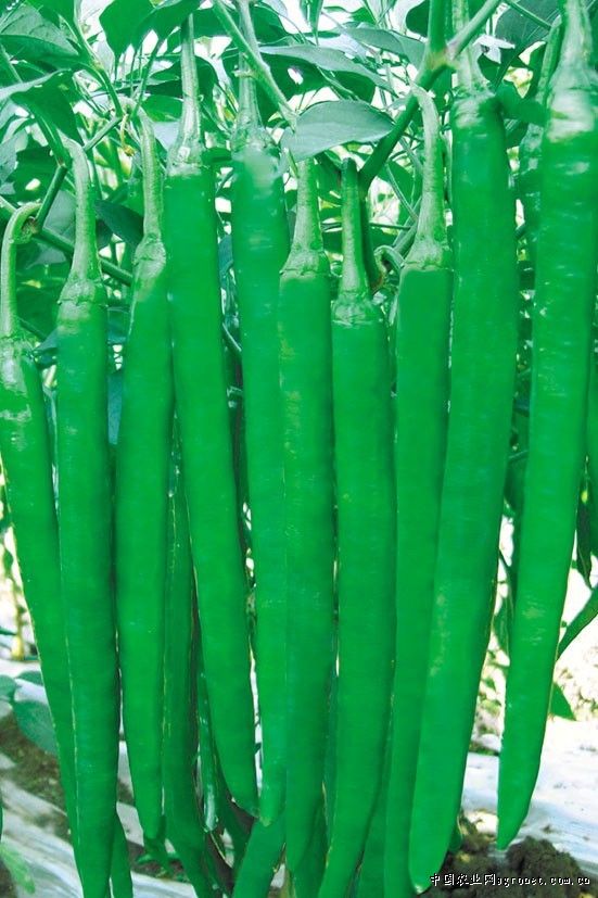 南瓜的种植方法