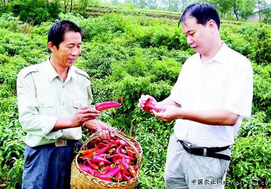 河南辣椒种子生产基地