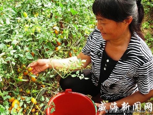 甜竹笋种植