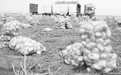 华南205木薯加工技术