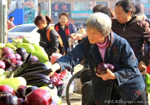 中国香菇交易网