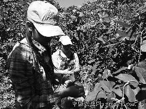 武汉5号莲藕种植技术