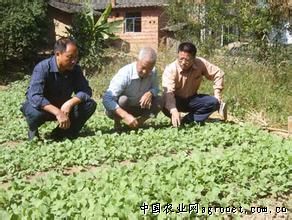 松柳芽菜种植流程