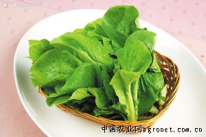 东京868白菜种子公司
