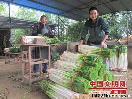 中华巨葱贮藏方法