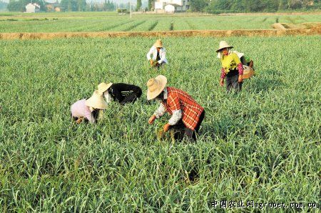 双惠208玉米施肥播种机
