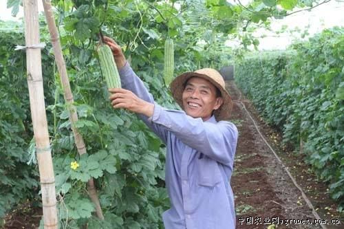 甘肃省金塔县：开展瓜菜种子田间质量检验工作