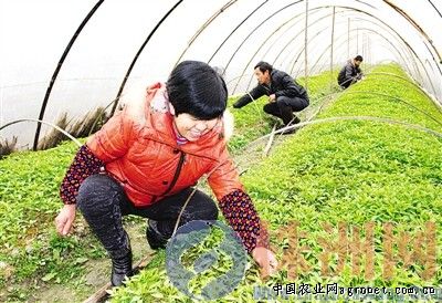 中国普洱茶叶网