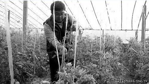 贵州省农村产业革命蔬菜产业专家团队成立（图）