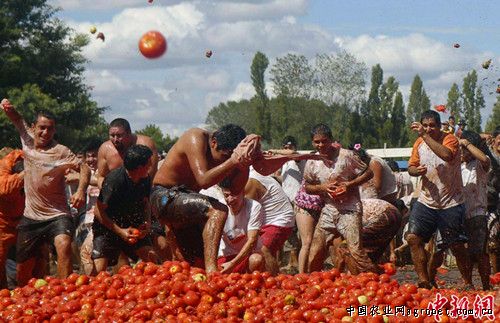 荷兰小番茄产地供应