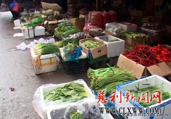 天津白菜种子图片批发价格