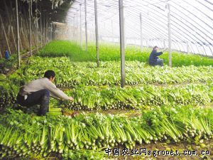 漳浦大葱育种技术