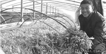 杜阮凉瓜种植技术