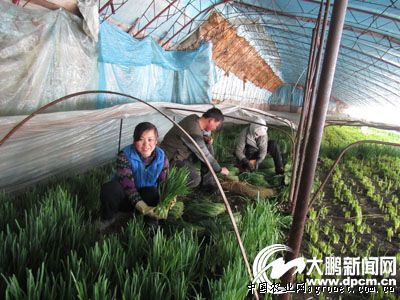 广昌茶树菇种植基地
