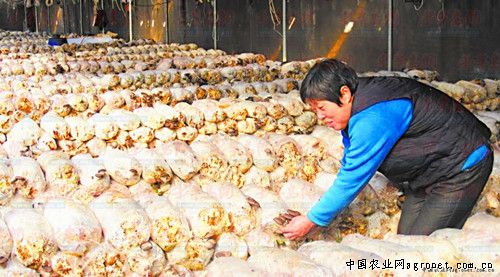 北京553红薯批发市场