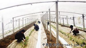 紫花白土豆育种技术