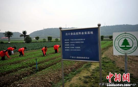 四川省蔬菜交易量减少　菜价略微上扬